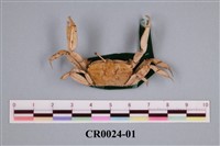 藏品(大河扁長蟹)的圖片